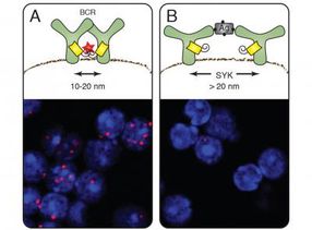 Antigen receptors form groups