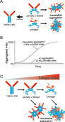 Analysis of Formulation-Dependent Colloidal and Conformational Stability of Monoclonal Antibodies