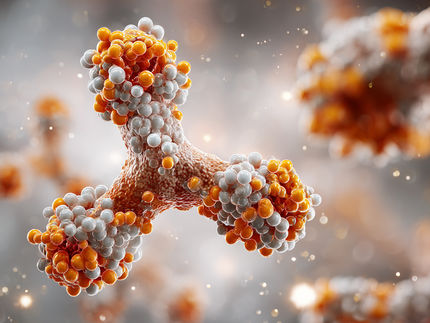 Structural basis of the function of therapeutic antibodies in cancer immunotherapy elucidated