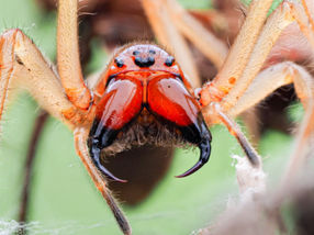 The spider with the bee venom - New perspectives for the search for active substances against cell-based diseases