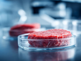 Opening the door to affordable lab-grown beef, cow cells defy aging